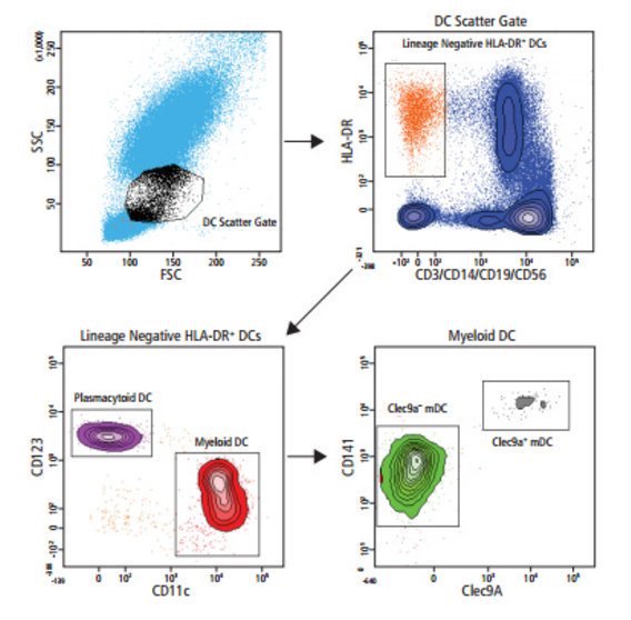 BDBiosciences's tweet image. Analysis of human #DendriticCell populations on a BD LSRFortessa™ X-20 #CellAnalyzer ow.ly/pXM330f4Clq