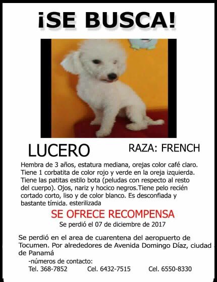 AngelesdelosAnimales tweet media