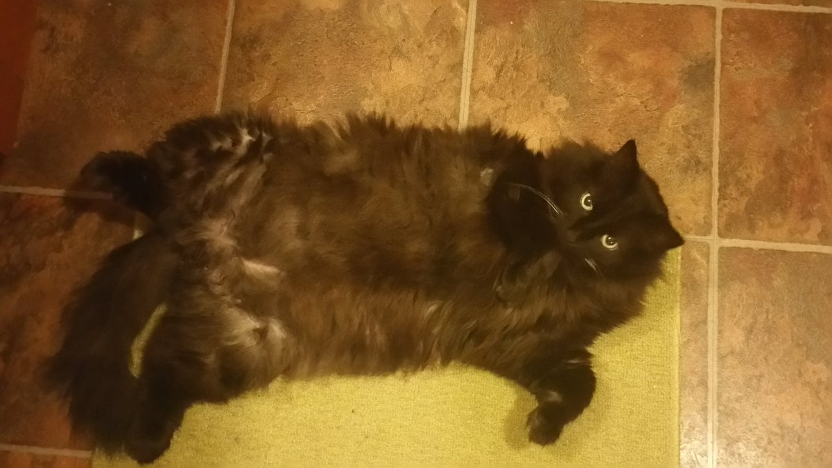harte_marlo's tweet photo. Stop bothering me, I am trying to relax.  #peacekitty https://t.co/vUaA6x8azh