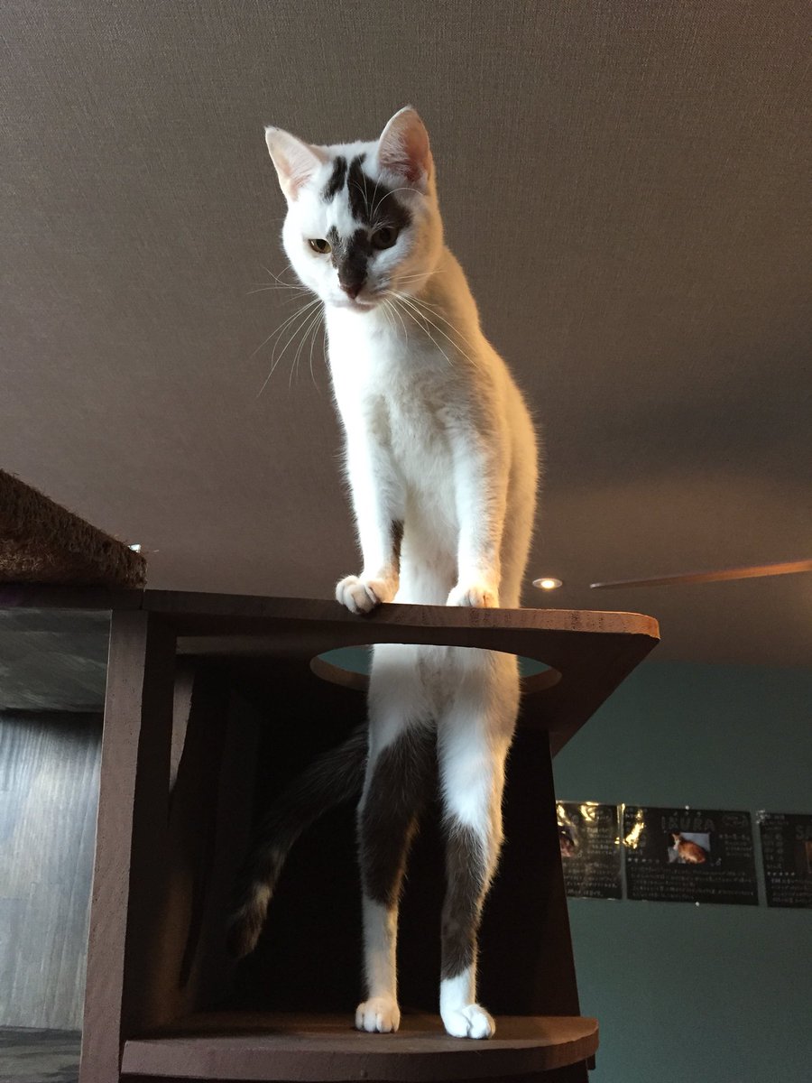 猫カフェsaiam No Twitter あなた立つとすっご く長かったのね 猫の立ち姿を見ると猫の恩返しを思い出しますね 行田 Jr行田駅 猫画像 猫カフェ シャム Saiam 壱里山カフェ Cat Catcafe 長い猫 ブラン ピーン 猫カフェsaiam No Twitter あなた立つとすっご く長かったのね 猫の立ち姿を見ると猫の恩返しを思い出しますね 行田 Jr行田駅 猫画像 猫カフェ シャム Saiam 壱里山カフェ Cat Catcafe 長い猫 ブラン ピーン