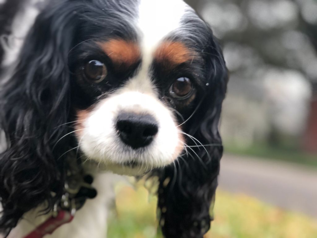 Austin Dog Butler tweet media