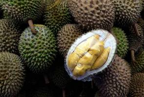 RT <a href="/501Awani/">Astro AWANI</a>: #AWANInews #AWANIpagi Perhatian kepada pencinta durian Musang King!!
astroawani.com/berita-malaysi…
