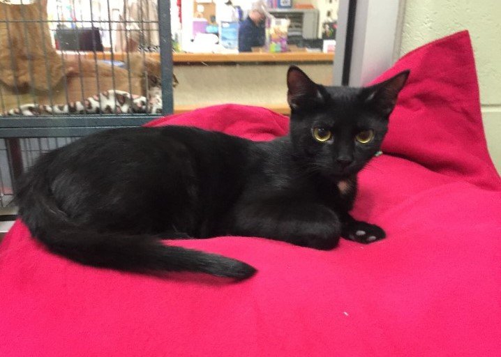 AAFPets's tweet image. Here's the latest news from AAF.