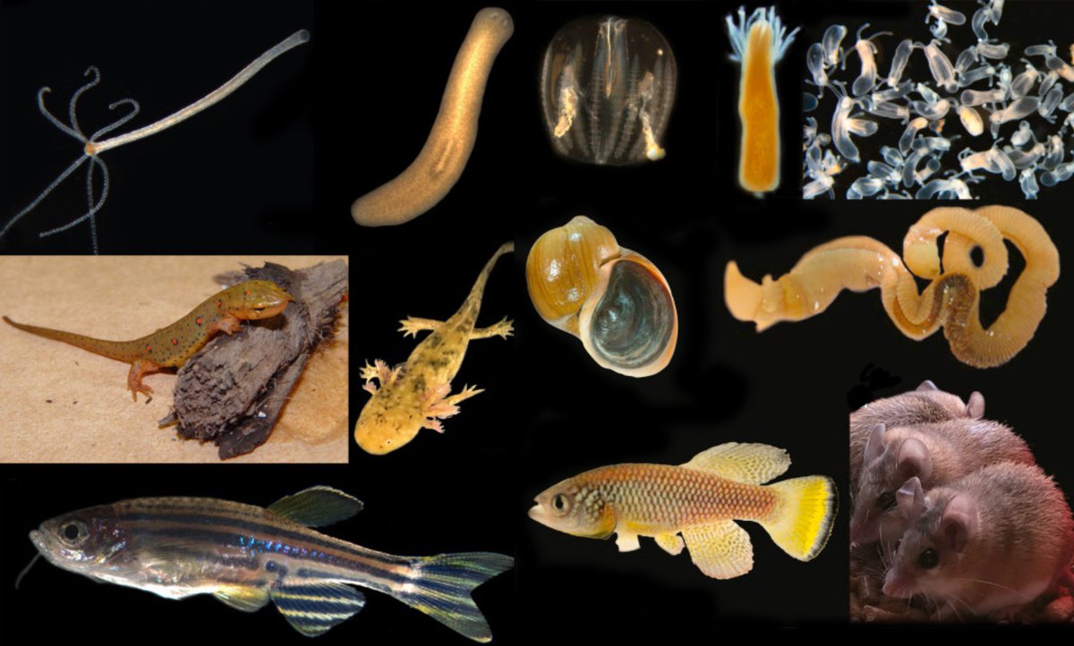 Planaria1's tweet photo. To solve old problems, study new research organisms

https://t.co/wwCzdiK4HG

@___SDB___ @ScienceStowers @MBLScience @NIGMS @TEDTalks @TEDxKC @ https://t.co/qQLyc0Rt3z
