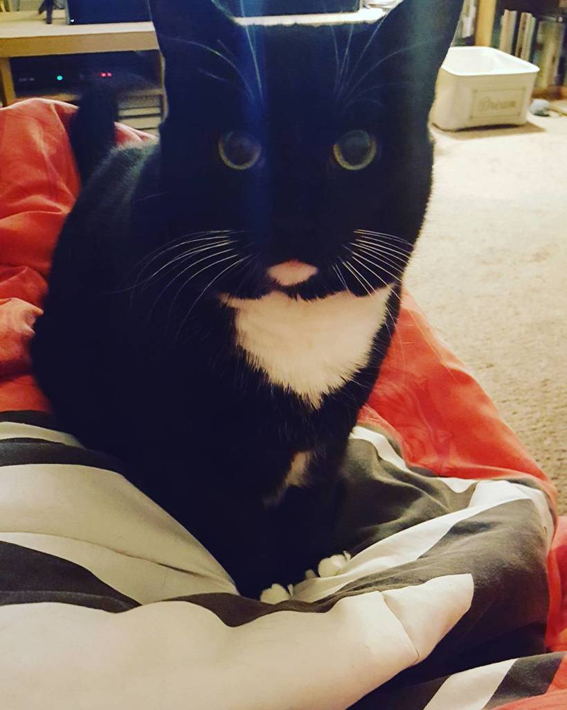 unxpctdblessing's tweet photo. Imma stare at you until I burn a hole through you. Or something. #laserkitty https://t.co/OTbJpyN4fb