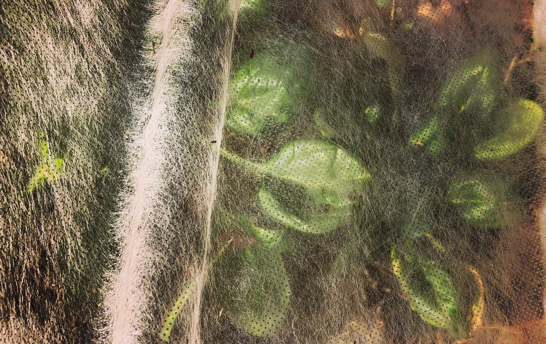 HomefrontFarmer's tweet image. Spinch staying cozy under a blanket of Agribon. Looks like the real cold is coming next week. Time to bump up to a cold frame!

homefrontfarmers.com

#gardening #coldweather #seasonextension #organic #food #grown #backyard #homefrontfarmerscanhelp