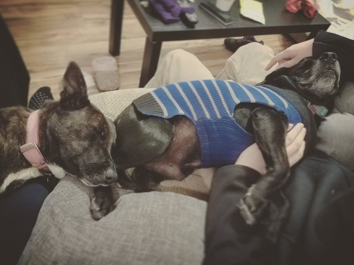 Shay_Shay_91's tweet photo. Snuggles with momma and uncle daniel. We love life. Movies, cuddles, hot chocolate, and family time ❤️#momofdogs #furbabies #chinook #cabella  #dutchshepard #spanador #mykidshavefur #babyitscoldoutside #beginningtolookalotlikechristmas 🐶😍⛄❄️🎄🎁🎀 @derrickgott007 https://t.co/6sDXhNAFOf
