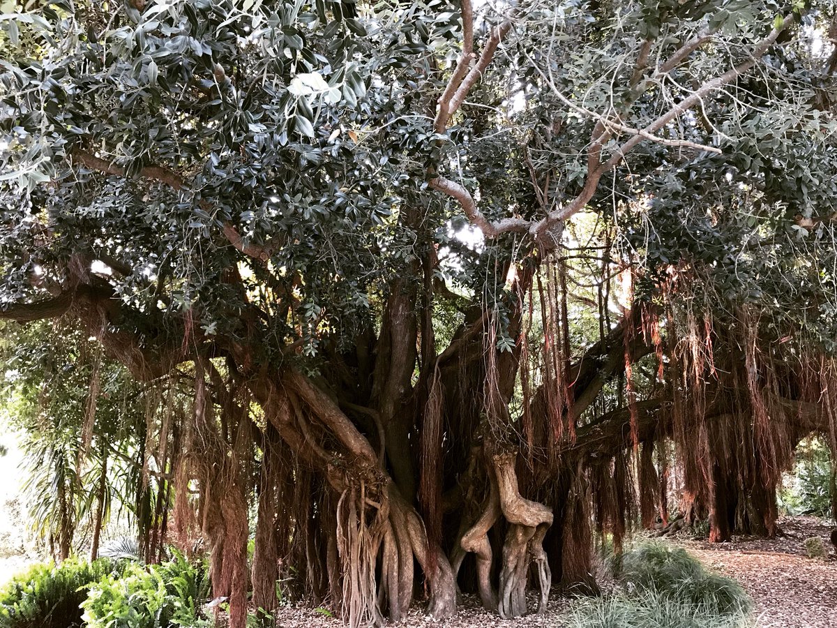 bexy11's tweet image. #cooltree #goldengatepark #birthdaywalk