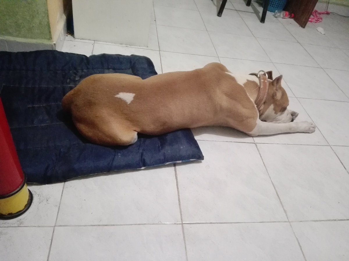 PelitoChino's tweet photo. #ConMdeMame me hacen la noche!
Los amito muy intensamente!
#Paneleando
#Dilatando
#Coronando
@LaGabyLlanas @cachocantu92 @mmuchabasura
Aquí les dejo a mi 🐕 haciendo yoga! https://t.co/sjSxEh01LH