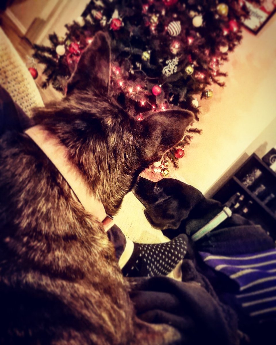 Shay_Shay_91's tweet photo. My heart is full. ❤️🐶🎄😁 #furbabies #cabella #chinook #spanador #dutchshepard #mykidshavefur @derrickgott007 https://t.co/f0sMOdbBUP