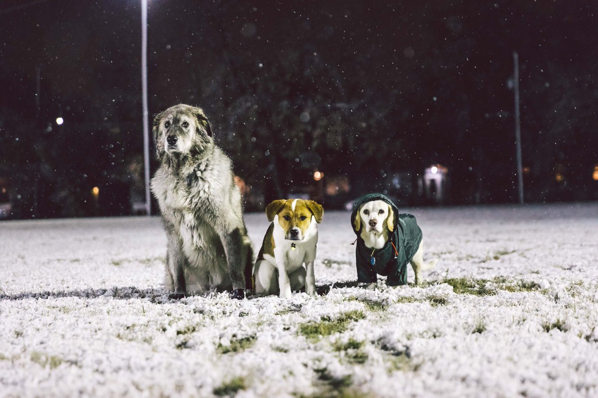 Let it snow, let it snow, let us snow! ❄️ ⛄️