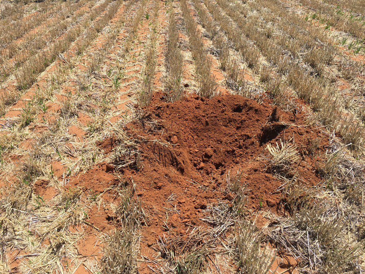 Alternative mice control 😳
#feralpigs 😤