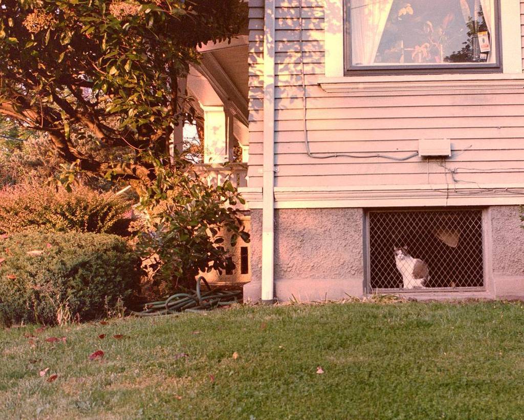 catmapper's tweet image. Stuck in cat jail, lusting for the wild hunt. Portra 100, Minolta XG-SE ift.tt/2An8ImS