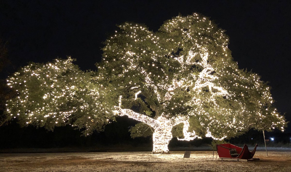 The oak tree christmas tree