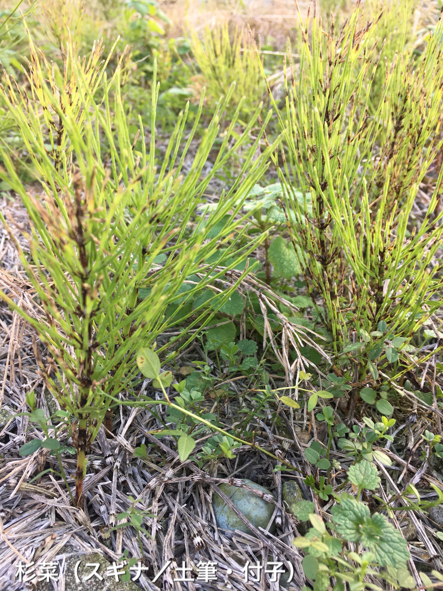 逢as野良猫 正しくは杉菜 スギナ の胞子茎 ほうしけい というもので 付子とも書く 土筆に引き続いて 細い線状の緑 の葉っぱが出てくる 土筆と杉菜両方とも地下で繋がっているが 土筆は出てこないで杉菜が沢山生えてくるケースが多い 土筆 つくし