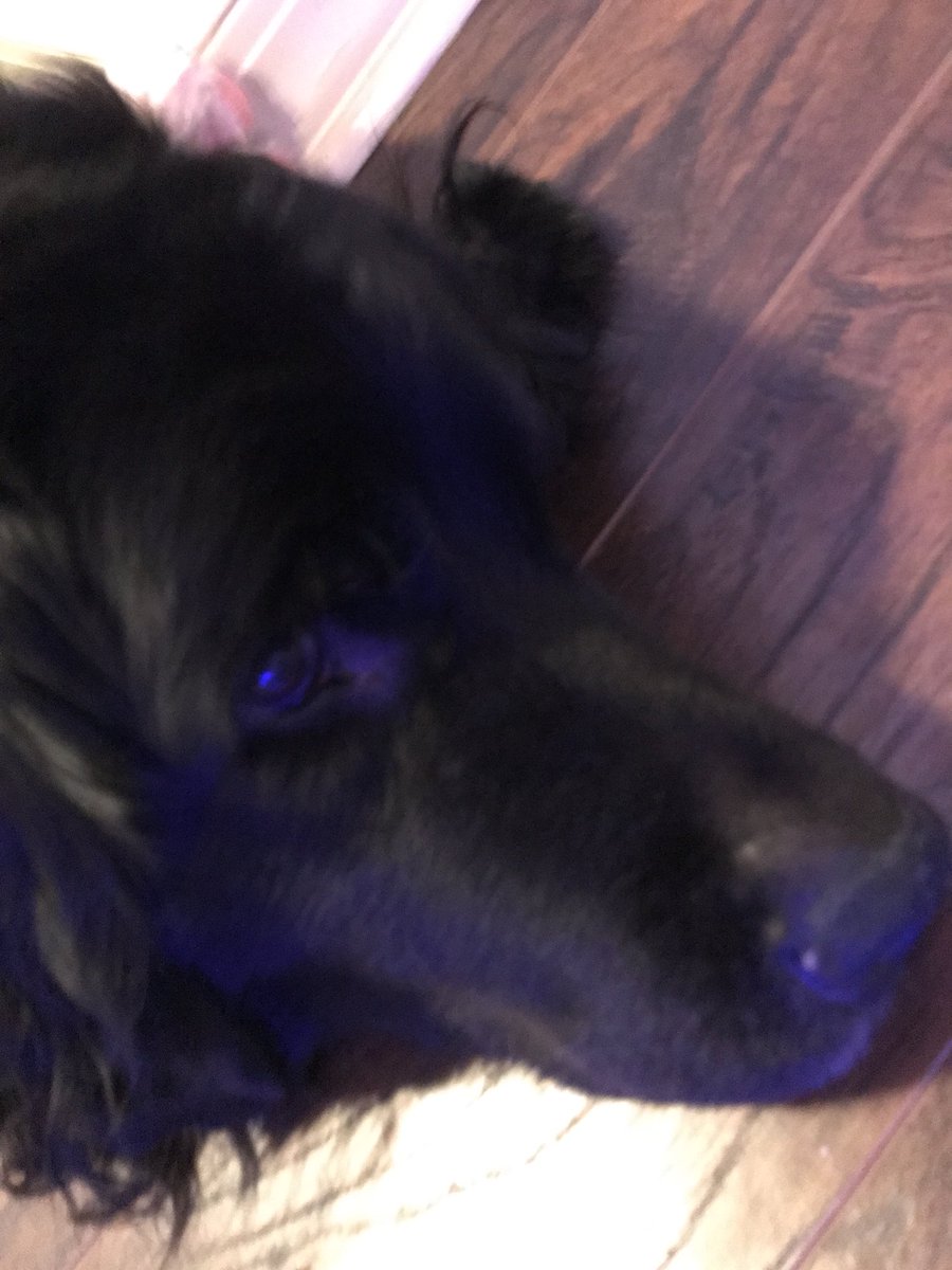 dogloverfans's tweet photo. Emma wants to go to bed https://t.co/ande8nSZUf