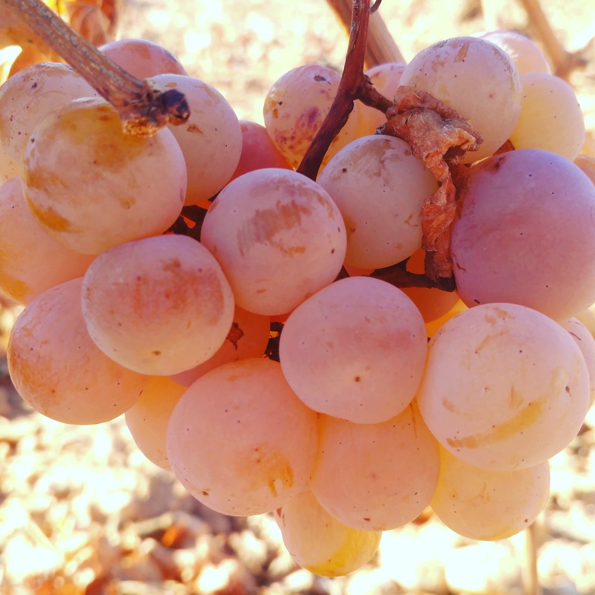 BodegasPigar's tweet photo. Si las racimas de Bobal están buenas las de tardana..😱😱😱😱😍😍😍😍 #saboresdeinvierno #saboresdepoda #uvasdehielo #icegrapes #viñedospigar #bodegaspigar #campoarcis #tardana #utielrequena https://t.co/hATm0AdAVG