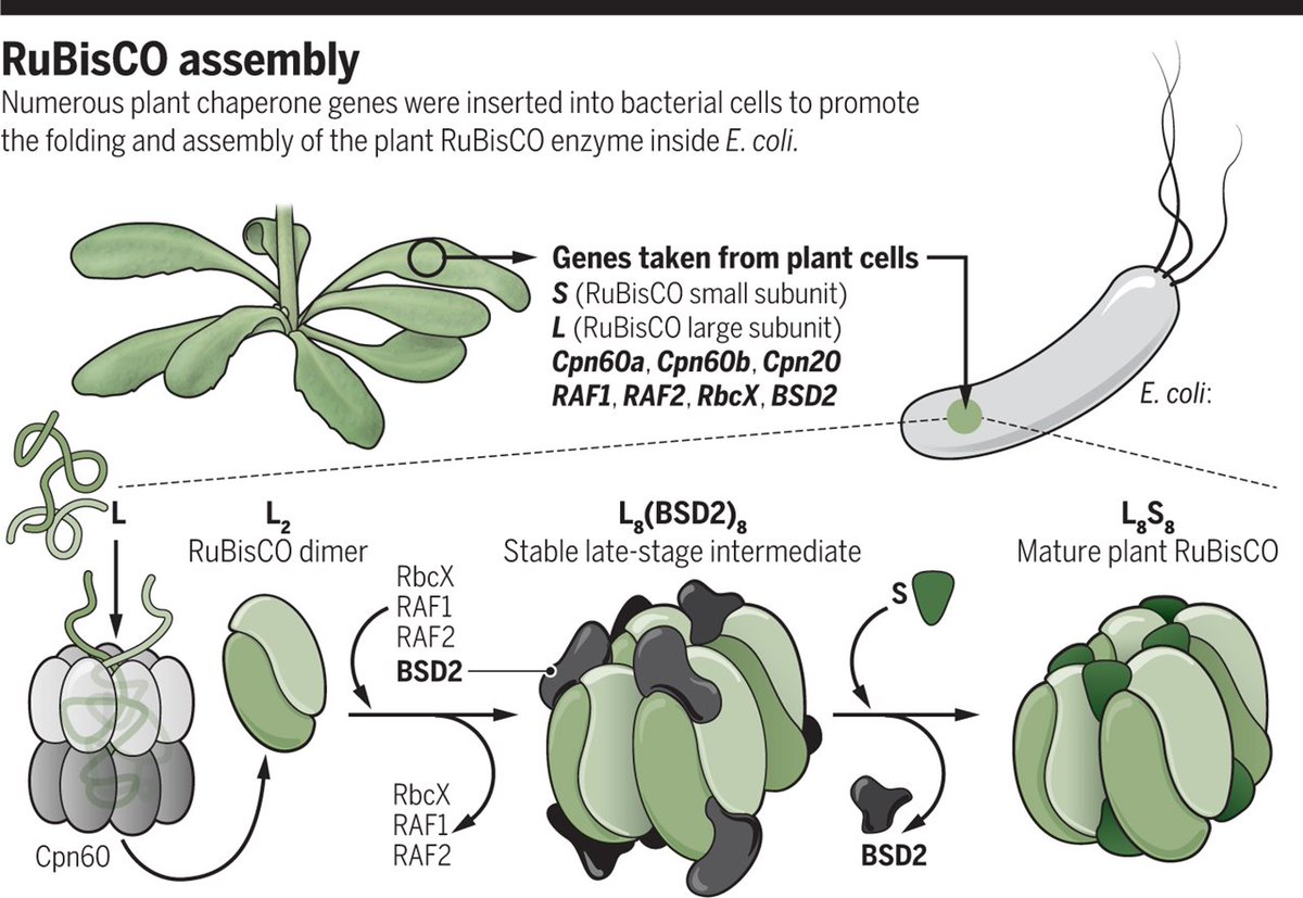 Carbon their from derive organisms photosynthetic Carbon their from derive organisms photosynthetic
