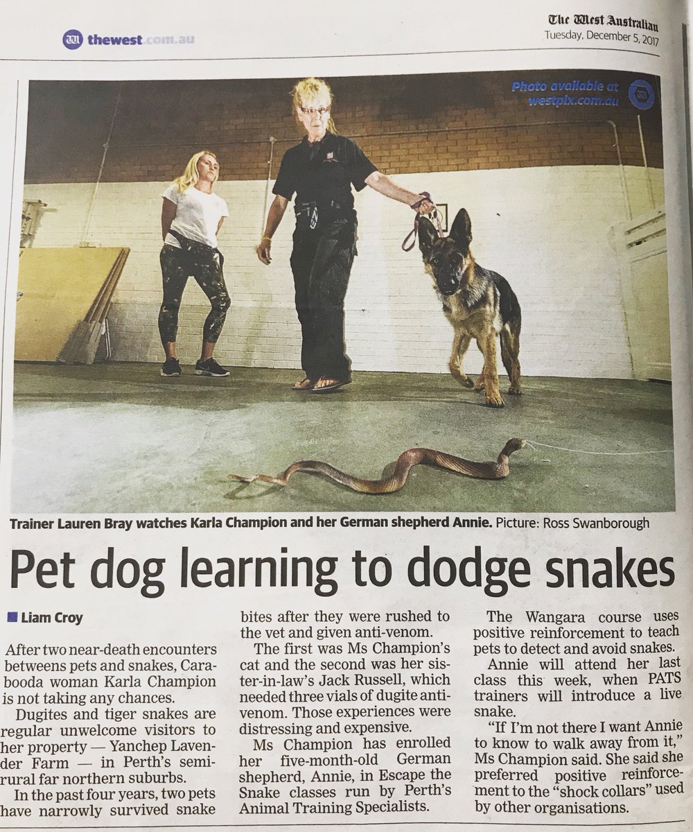 PatsPerth's tweet image. PATS | Escape The Snake’ course in today’s West Australian! Thank you to Karla for sharing your tough experiences and it’s just wonderful watching Annie’s progression in training.