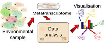 Trnscriptomics's tweet image. #Metatranscriptomics in the #NGS #Era
bit.ly/2ivLp2v