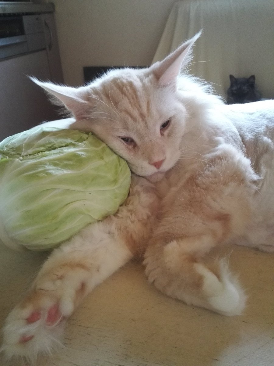 フェリシモ猫部 على تويتر メインクーンさん もふもふ可愛いです 大きい子ちゃん用など検討させていただきます フェリシモ猫部 على تويتر メインクーンさん もふもふ可愛いです 大きい子ちゃん用など検討させていただきます
