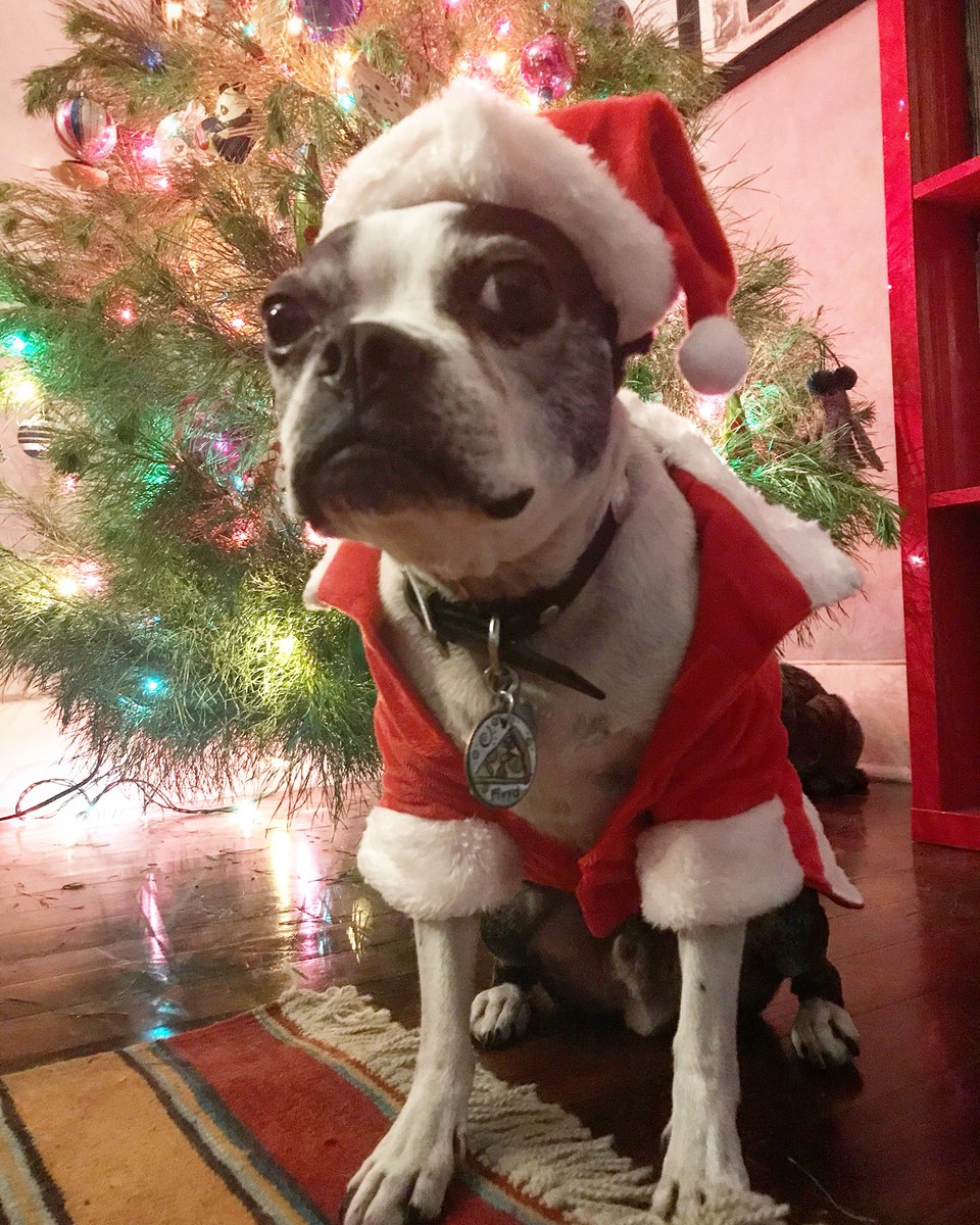 SuperMercadoJen's tweet photo. Rite Aid sale win or fail? 👍👎 🎄🎅 #itsalittlesnug #butstillcute #dogsanta #littlemanoflove #christmastime #christmas #christmaswithdogs https://t.co/nfhp0wymcC