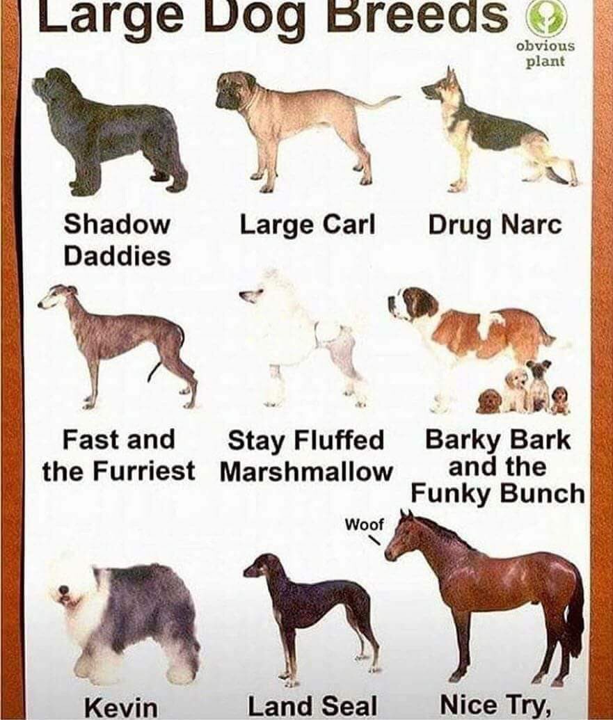 Name the Dog Breed ответы на вопросы