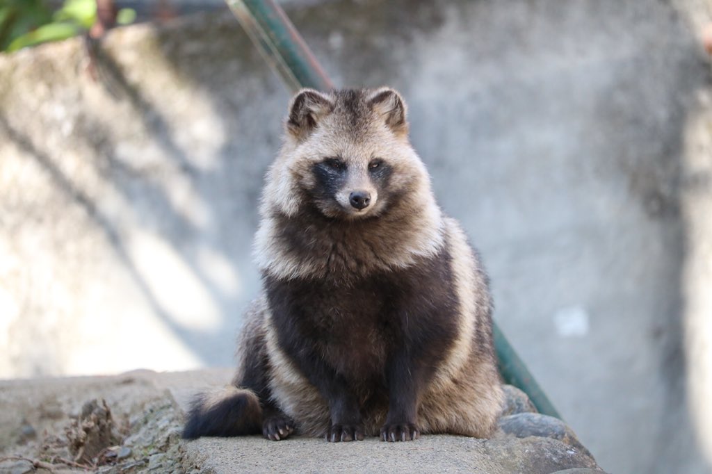 ふぁぼ250って事でおすわりたぬき