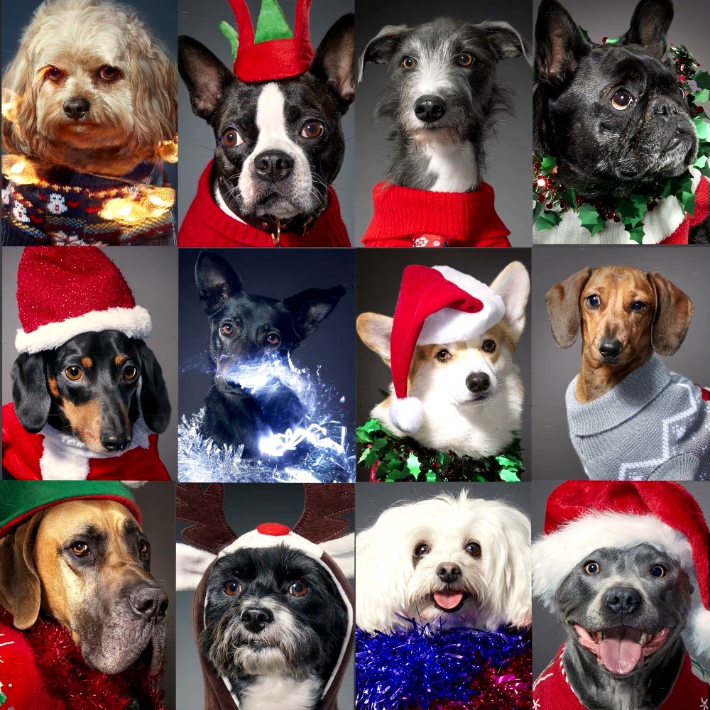 #ChristmasJumperDay isn’t just for people!
This is what happens when you get 12 pawsome pooches, photographer <a href="/TimFlach/">Tim Flach</a> and an abundance of #Christmas jumpers under one roof ...