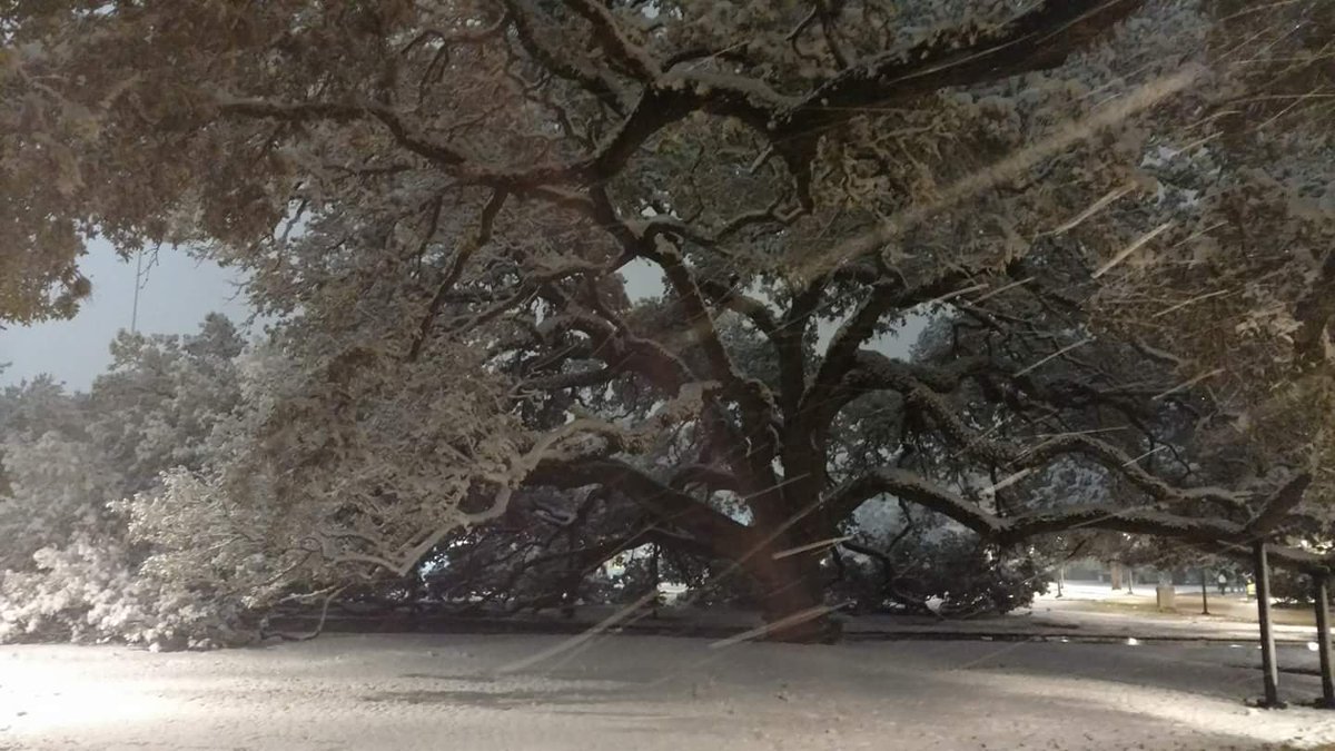 CenturyTree's tweet photo. I survived the #AggieBlizzard by going out on a limb. #snowintexas #snow https://t.co/2ZJSNYQVuV
