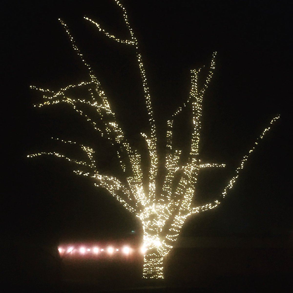 juliaread86's tweet photo. Christmas lights are my anti-depressant during these short winter days #letitglow #makewinterbrightagain #tistheseason https://t.co/cgboCA5L8K