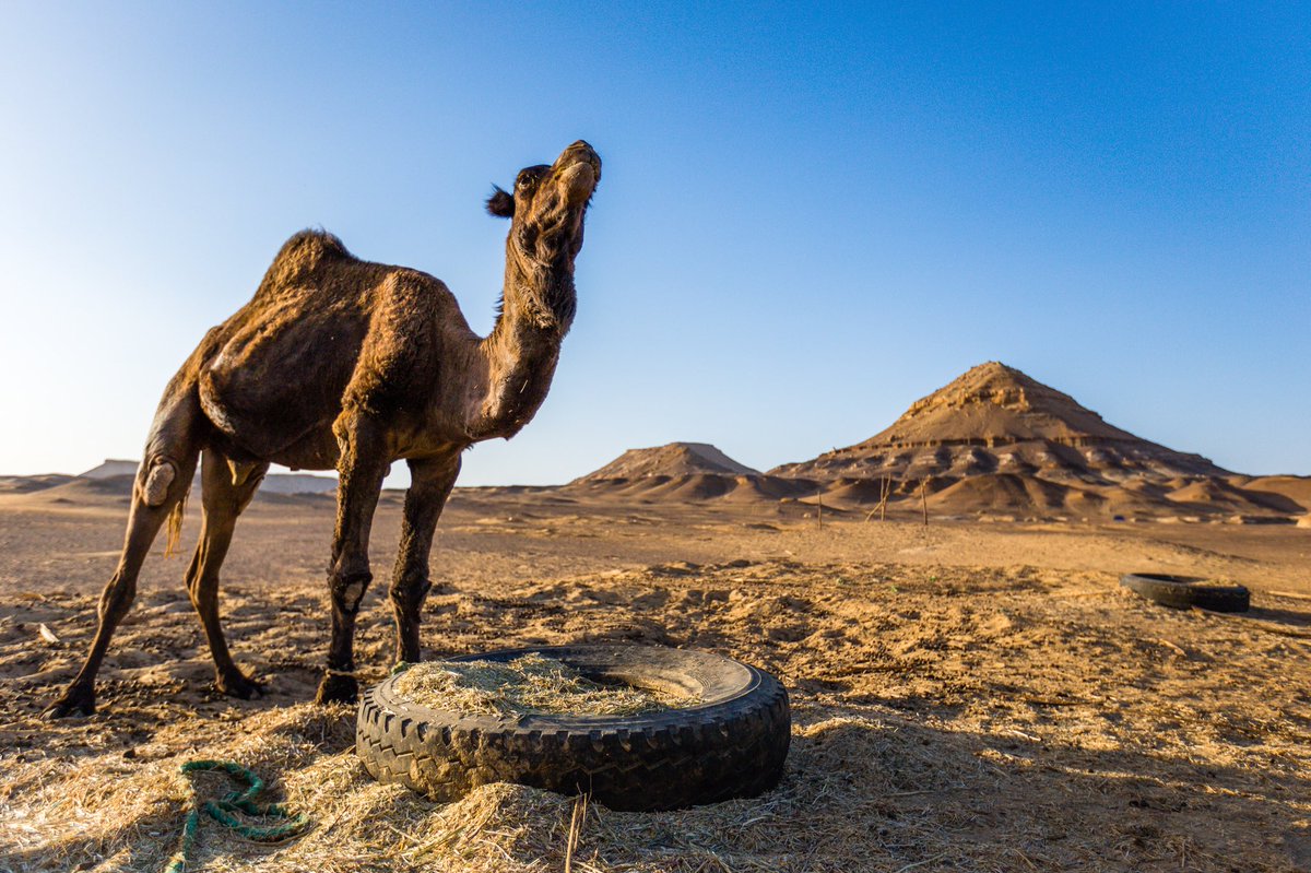 jensassmann's tweet photo. #Camel close up in #Egypt, #WesternDesert
https://t.co/PjSj8tpEFt
More of my blogposts via #52projectJA https://t.co/7rXX58RvWK