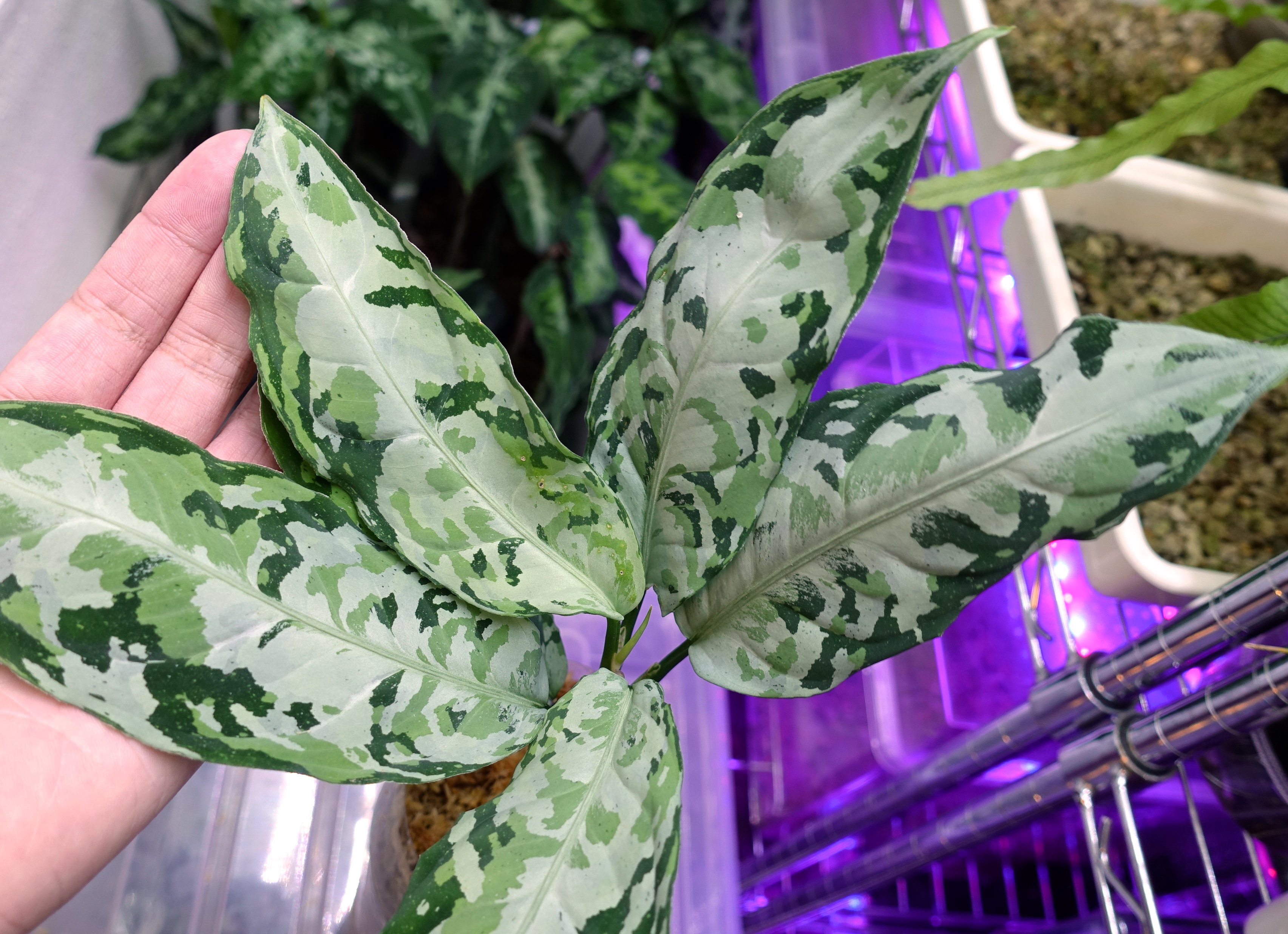 LA_熱帯草屋 в X: „Aglaonema pictum“柳緑花紅”【LA0913-1ss LA_熱帯草屋 в X: „Aglaonema pictum“柳緑花紅”【LA0913-1ss