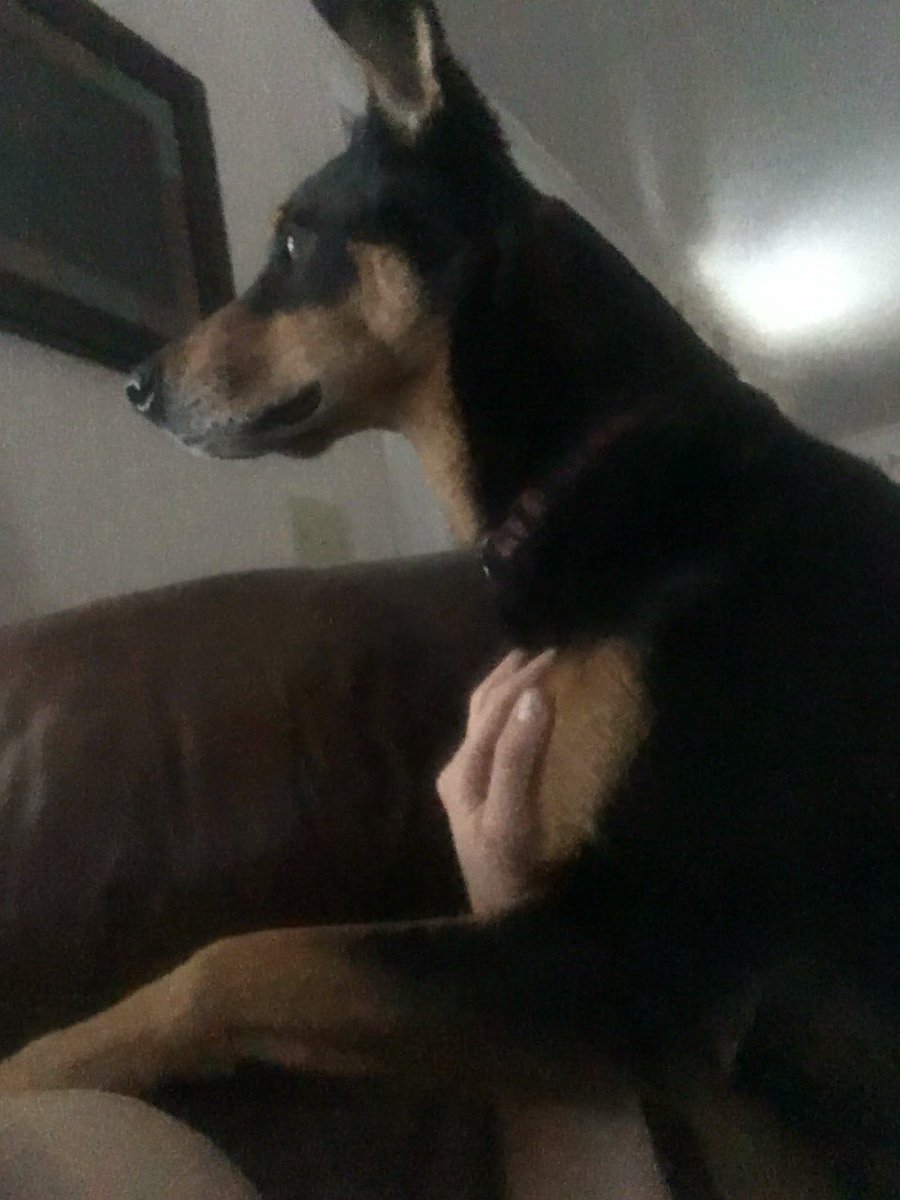 chasestewart26's tweet photo. Begging to go out #roveron https://t.co/WujZk4aDDP