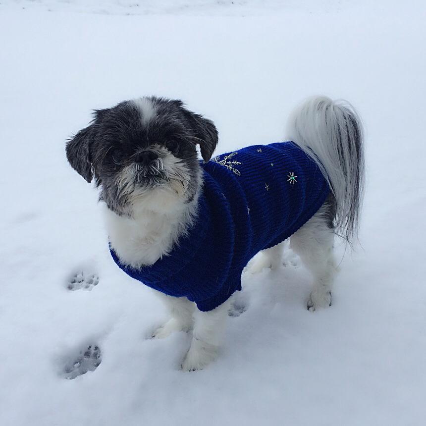 Not a happy camper this morning! LOL!!! #HoustonSnow2017