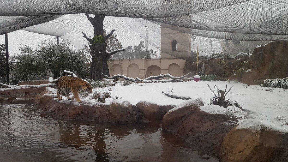 MikeTheTiger's tweet image. Walking in a winter wonderland.