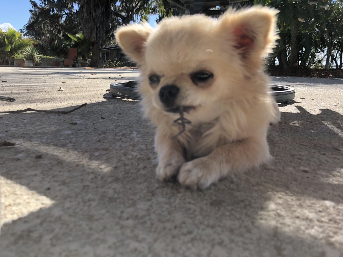 cheeky_chis's tweet image. Leaping lizards! .. maybe nonleaping lizards? 😬🦕