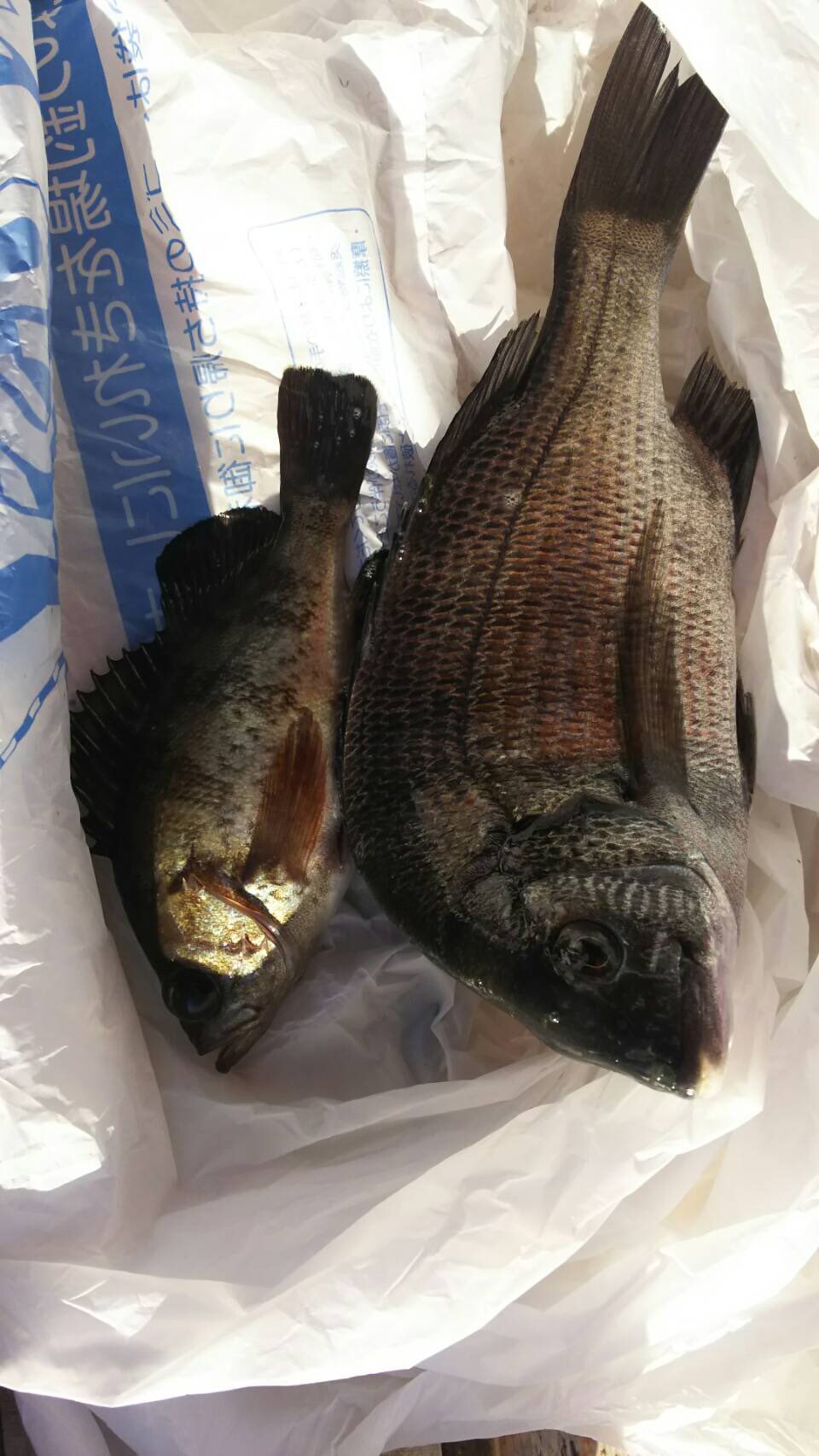 若洲fs 若洲のレンタル釣具店 落とし込みやヘチ釣りではコツさえつかめば冬場でも釣果安定です 写真のクロダイはそろそろ途絶えるかもですが 若洲 メバル チヌ T Co Ttho3xpyve Twitter