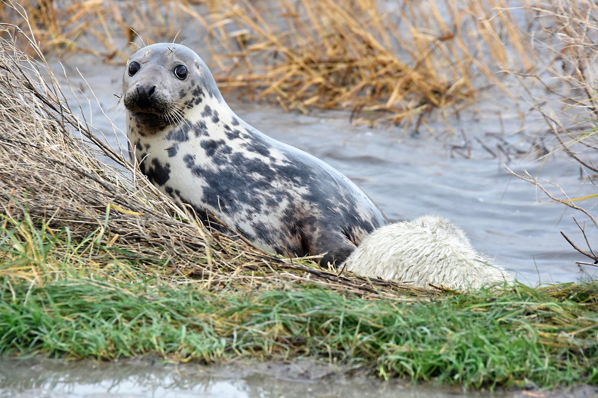 SytseSchoustra's tweet photo. #Huilers kruipen de kant op, extreem hoogwater +1m verhoging en harde wind, spoelen ze massaal van de zandbanken. #Terschelling #Waddenzee #Zeehond Er liggen 2 vlak bij mijn huis, ma zeehond in de beurt dus niks aan doen ! https://t.co/KVYNxW23ME