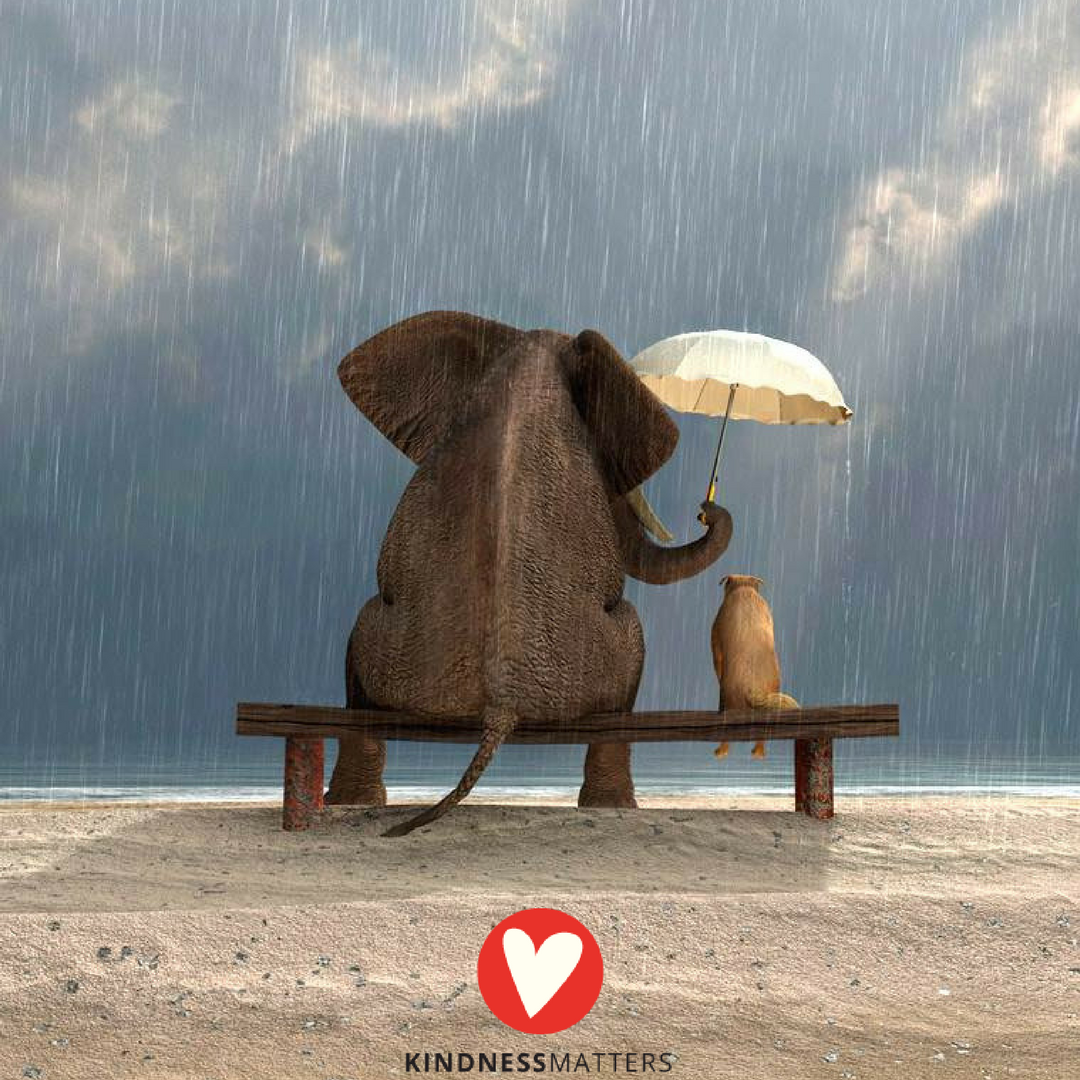 Goodness is kindness in action, words, and deeds." -John Magee #KindnessMatters