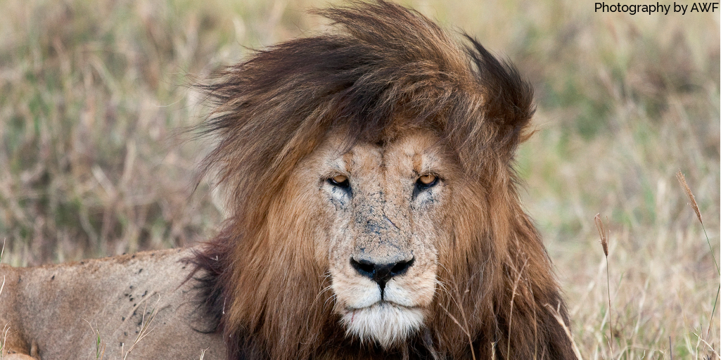 AWF_Official tweet picture