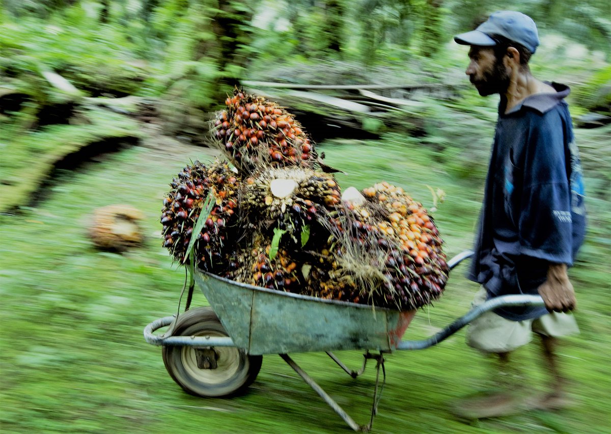 Andy_ICIS_Fertz's tweet photo. This week's #PotashPicOfTheWeek comes from Malaysia, home to some of the biggest #palmoil plantations in the world. #Potash arrives at Malaysian ports on a regular basis to feed these voracious farms, and #palmfruit prices are a key factor in spot MOP negotiations! https://t.co/rzX9VjihCM