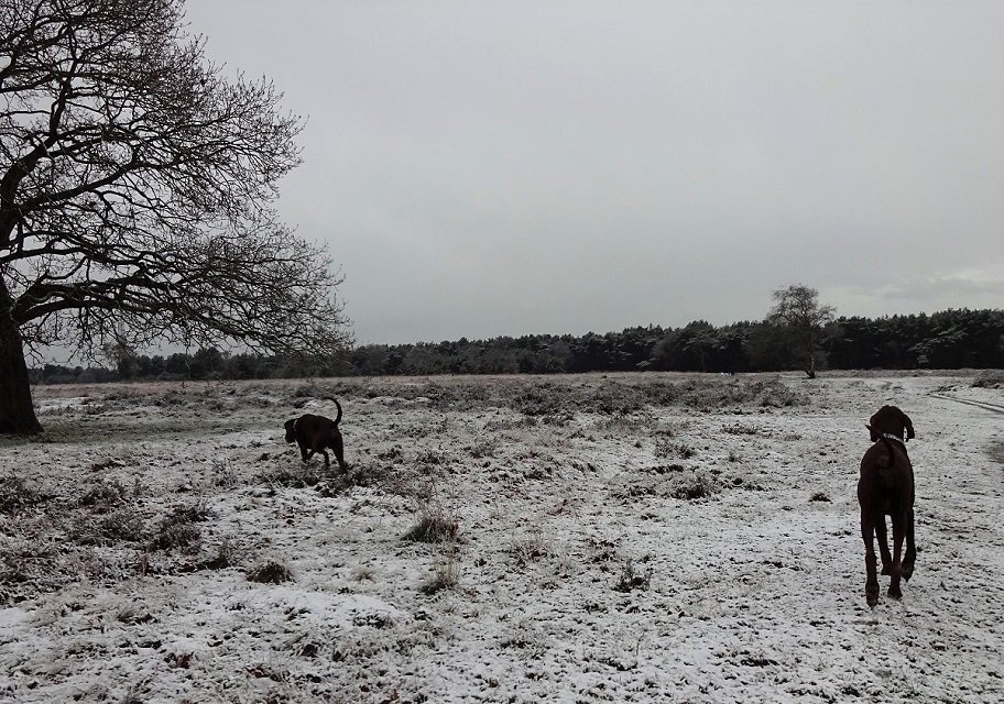 pointercross's tweet photo. 😊🌨️❄️☃️❄️❄️🌨️ https://t.co/B2KB6qyQax