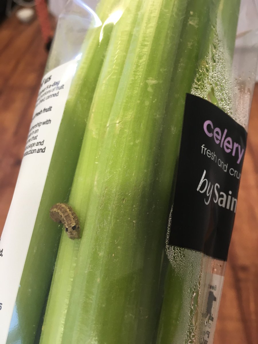 FD_MODELS's tweet image. Thank you @sainsburys but I don’t fancy a caterpillar with my celery today #caterpillarinmyfood #lunchruined #sainsburys