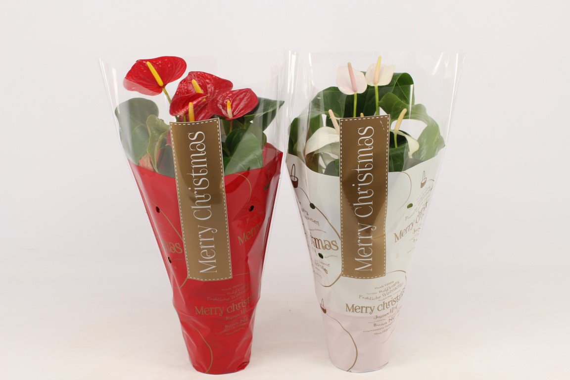 Komend weekend is er sneeuw voorspeld. Kijkt u ook uit naar een witte Kerst? Kies dan voor onze Anthurium Alexia Snow of een van de andere witte rassen, een witte Kerst gegarandeerd 😉 Maar natuurlijk ook leuk in combinatie met een rode variant. #sneeuw #Kerst