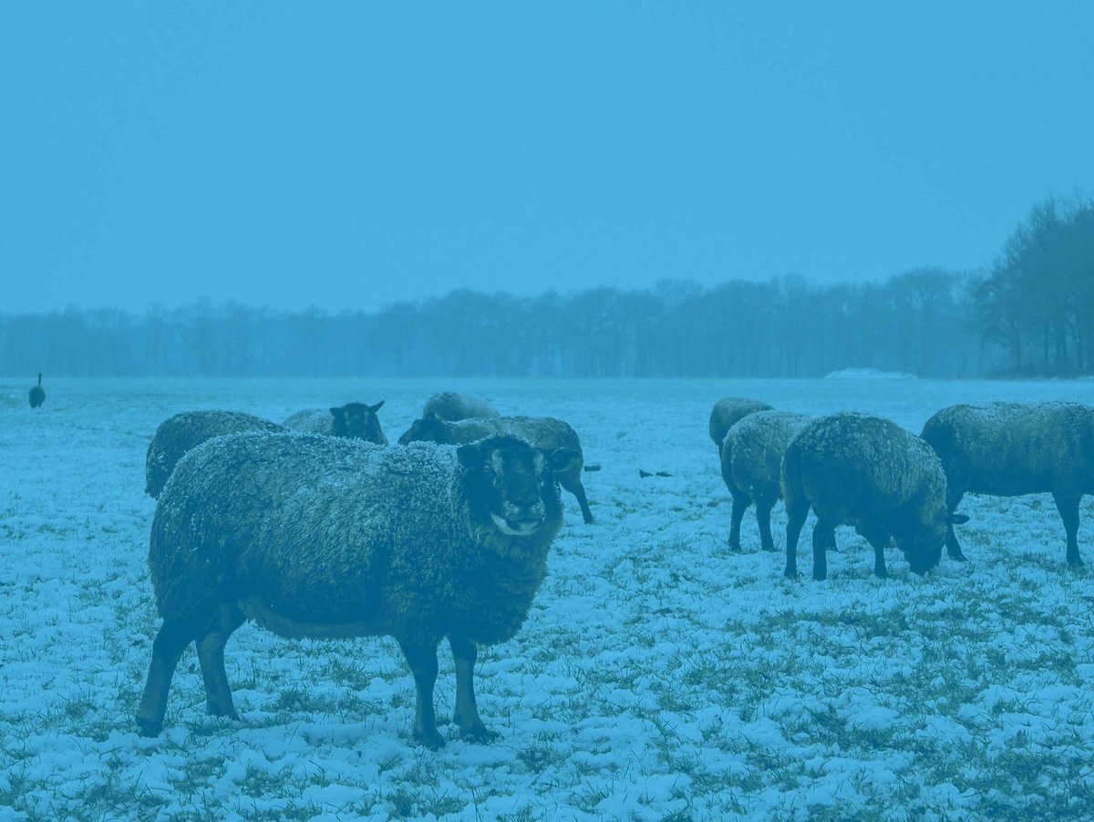 Opluchting in Westerwolde  ow.ly/qKXS30h632Y