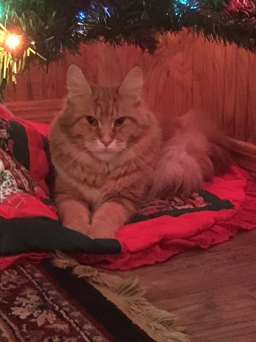 Getting in the Christmas spirit!