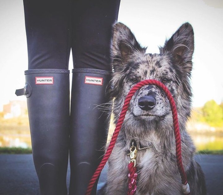 BeingBirch's tweet photo. “Get this off my damn face.”
leash by @greentroutoutfitters https://t.co/km9OiH15yT