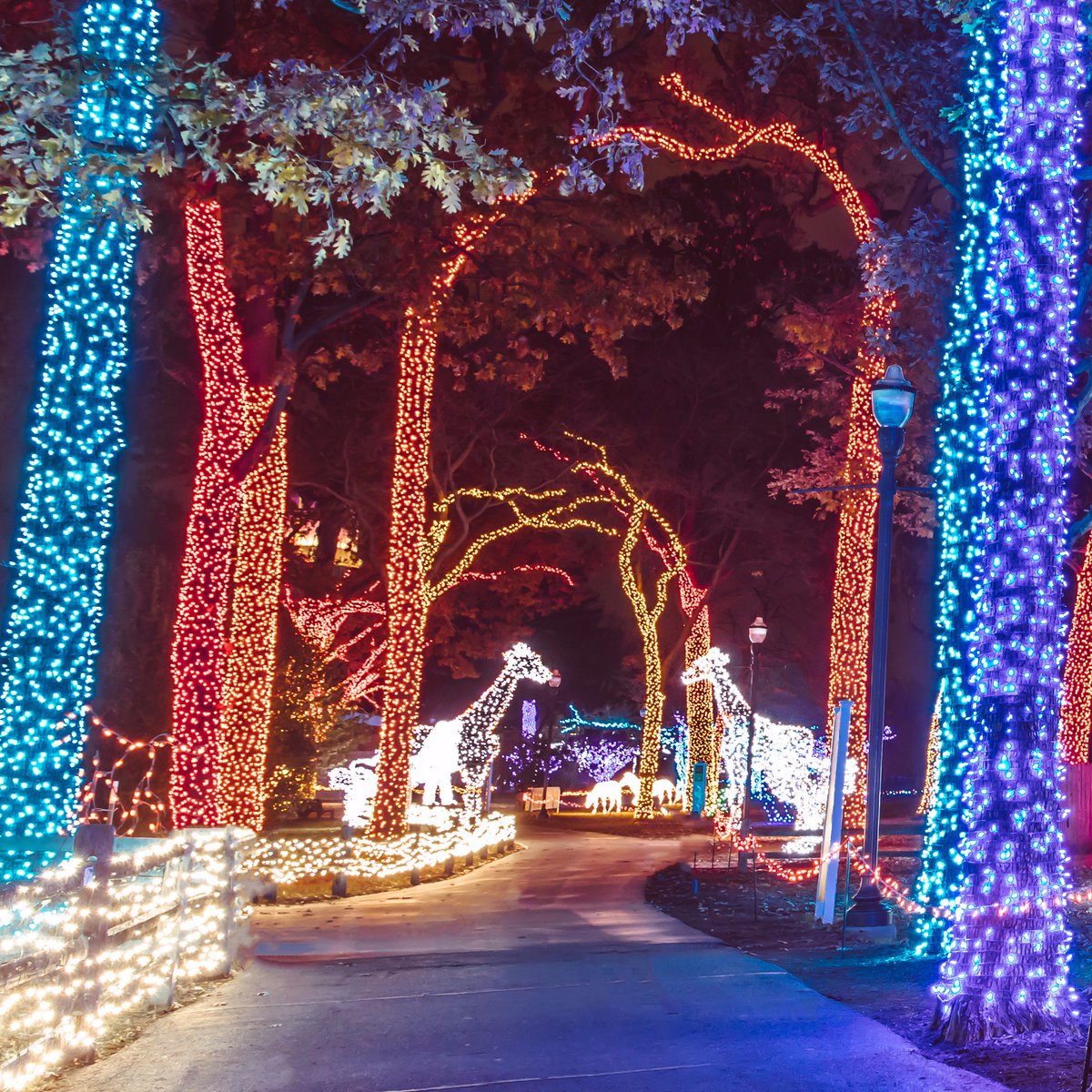 Wild Lights at the Detroit Zoo photo courtesy Jessica Strachan