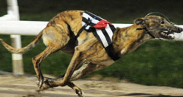 AnimalsBelize's tweet photo. Irish Government: Stop Giving Millions of Euro to Cruel Greyhound Industry! https://t.co/d1D8CfOuLS https://t.co/ukelvILns4